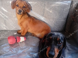 Dachshund cross chihuahua