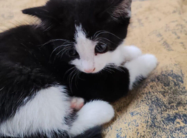 9 week old kitten ready to leave