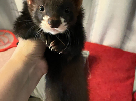 ferret kit ready now
