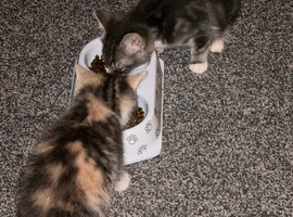 Beautiful kittens available