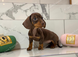 Ready now. 1 little girl left. KC mini dachshunds