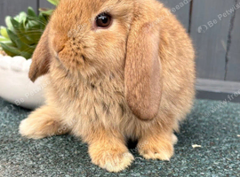 Cinnamon Doe Mini Lop