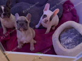 Comical and Fun French Bulldog Puppies For Sale