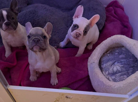 Outstanding French Bulldog Puppies Seeking Forever Families