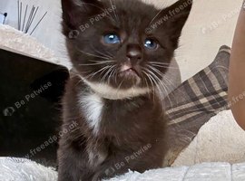 Hypoallergenic Pedigree Siberian kittens