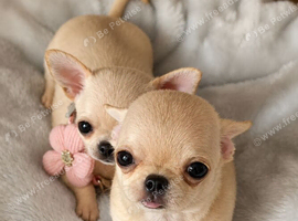 Beautiful Cream Chihuahua Puppies Xxs