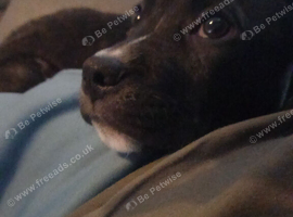 Bully cross pup ready Thursday