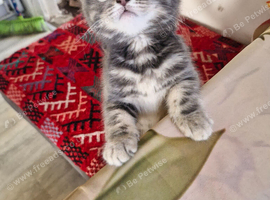 British short haired cross kittens for