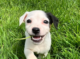 Jack Russell puppies