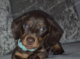 Kc registered miniature dachshund pupoys