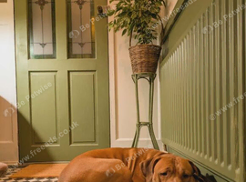 4yr old Staffordshire bull terrier x Amstaf