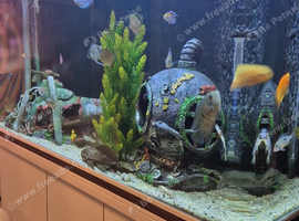 Monster fish tank with tropical fish