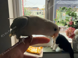Male tame love bird