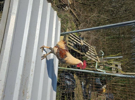 3 lovely cockrall