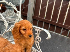 cavapoo pups