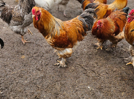 Brahma Cockerell's