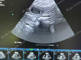 Pet Microchipping & Ultrasound