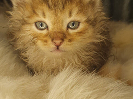 Siberian black golden kittens