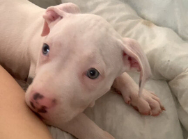 1 female  2 half months old