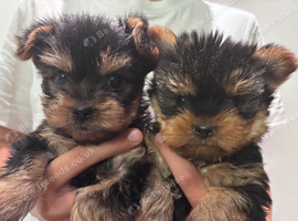 TOY SIZE YORKSHIRE TERRIER BOYS