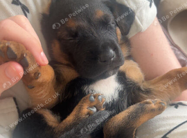 5 Beautiful Cane Corso &times; Shepherd Puppies