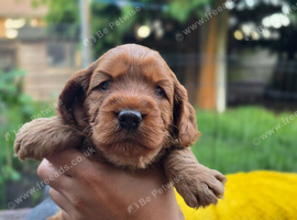 Cockapoo Puppy Girl Extensive Health Tested
