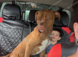 Boxer x American bull dog