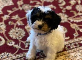 F1 cavapoos.