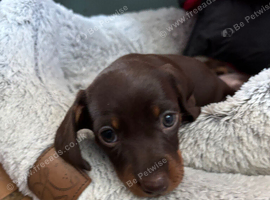 1 girl left! Beautiful KC smooth mini dachshund puppies