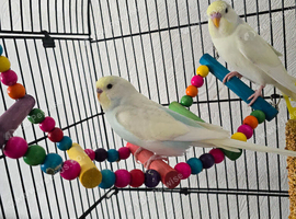 Male and female.budgies forsale