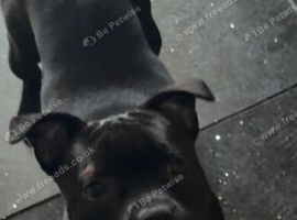 Staff puppies.