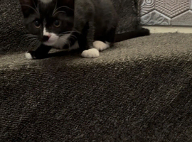 Kitten CiCi