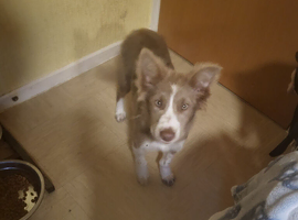 Lilac female border collie