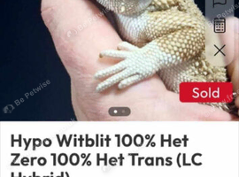 Female witblits het zero