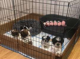 5 shorkies for sale