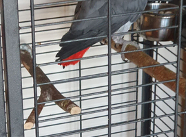 African Gray,  female, she calls you and say a few words.