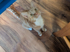 Female ginger cat ready in 3 weeks