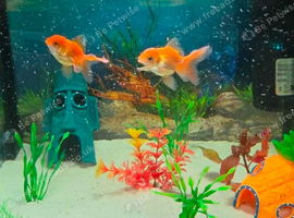 2 fantails and 2 ramshorn snails and tank