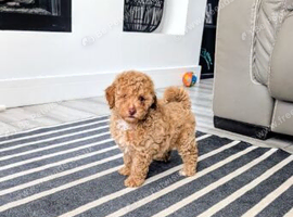 Toy poodle