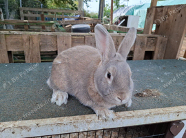 7 month old bunny with indoor cage