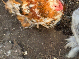 Young trio of milliefluer pekins 1 cockerel 2 pullets stunning trio