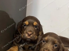 Cocker spaniel puppies