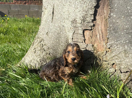 Stunning cockapoo puppy boy available ready now