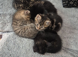 Kittens