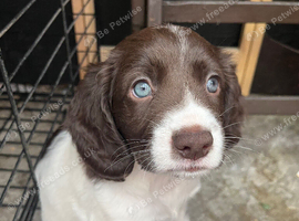 Spaniel X cocker puppies