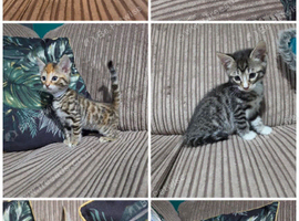 Bengal X DLH kittens