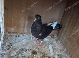 Fancy pigeons available