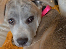 cane Corso cross