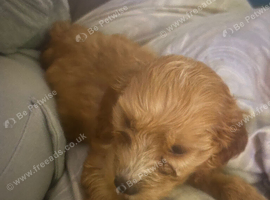 Cockapoo