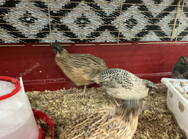 Jumbo quails